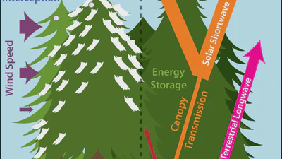 Impact of forest disturbances on snow dynamics featured image